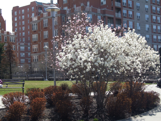 Все цвіте-процвітає! :)