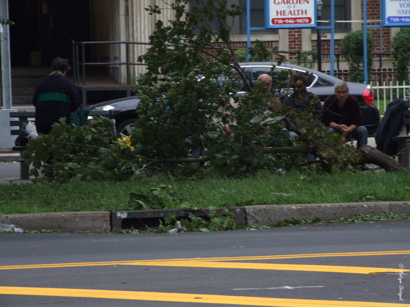 Багато дерев було поламано і повалено