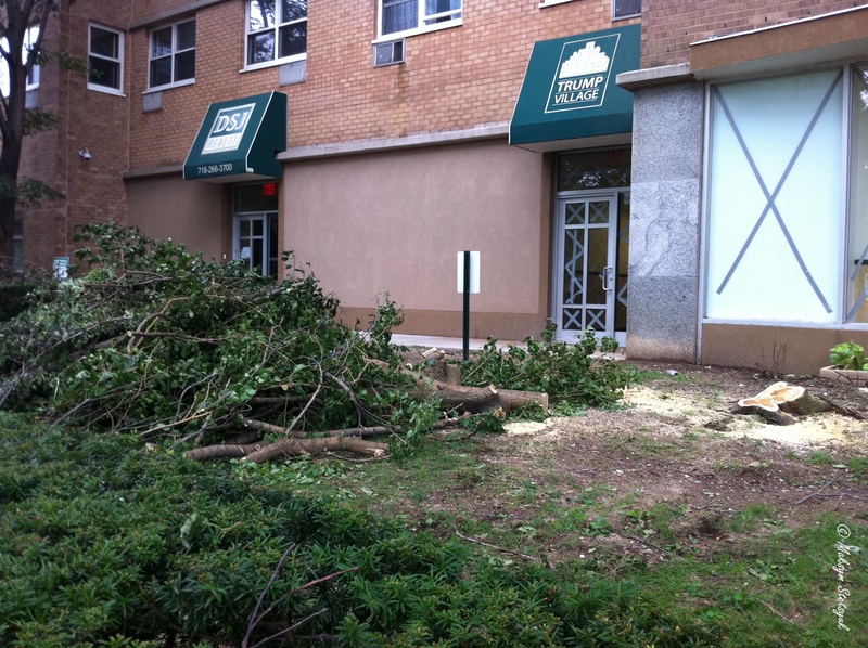 Місцеві служби досить швидко прибирали, повалені після буревію, дерева