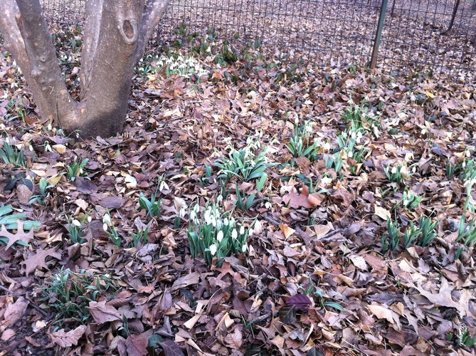 Підсніжники