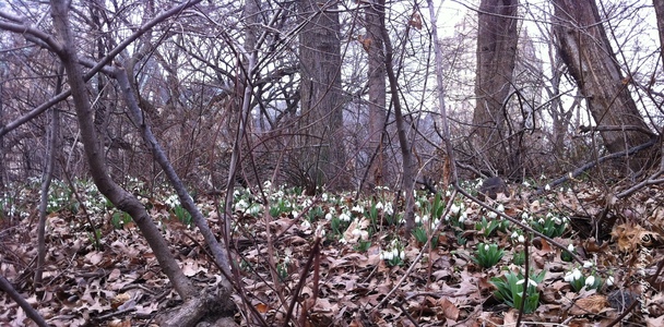 Цілий горизонт біліє