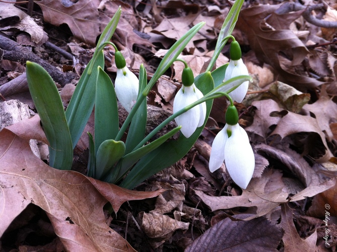 Підсніжник