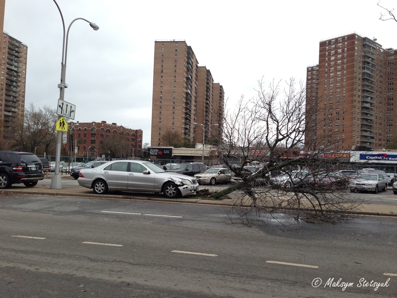 Звалене дерево розбило передній бампер
