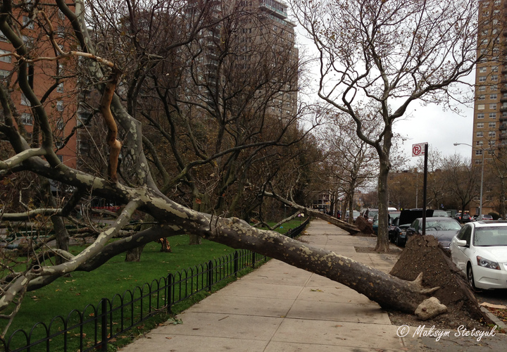 Алея повалених дерев