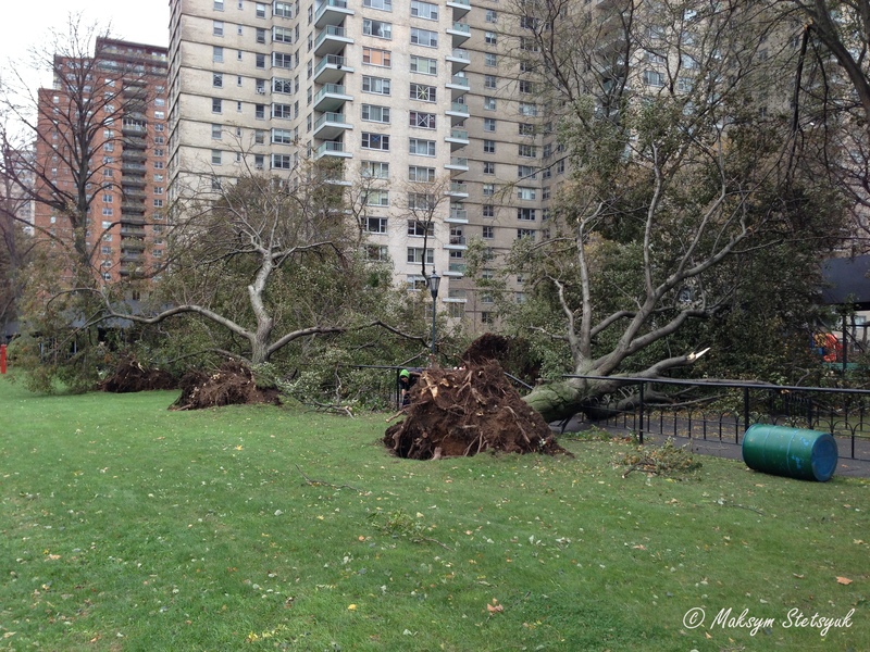 Цілий парк з поваленими деревами