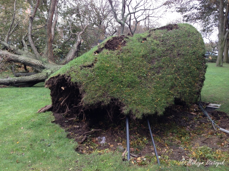 Гігантське дерево вирване разом з корінням і різними кабелями