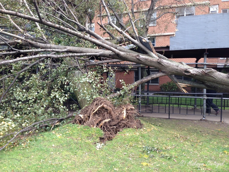 Столітні дерева лежать одне на одному