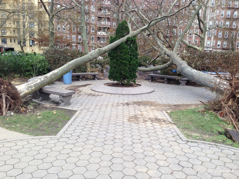 Повалені столітні дерева в меморіальному парку