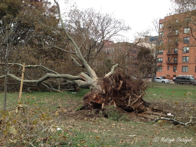 Ще одне столітнє дерево повалене в іншому парку неподалік.